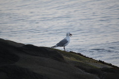 Larus glaucescens