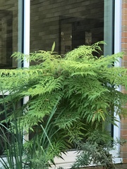 Phellodendron amurense