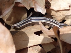 Plestiodon skiltonianus