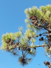 Pinus nigra