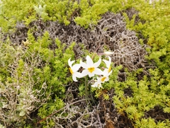 Leucocoryne coronata