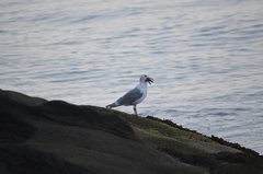 Larus glaucescens