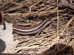 Plestiodon skiltonianus