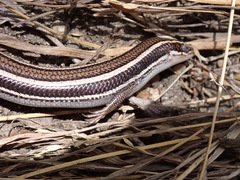 Plestiodon skiltonianus