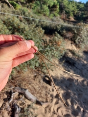 Pinus nigra
