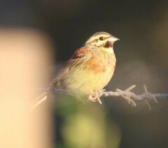 Emberiza cirlus