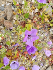 Cristaria dissecta