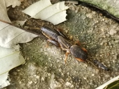 Gryllotalpa orientalis
