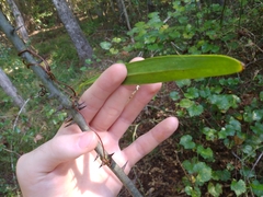 Smilax laurifolia