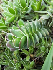 Crassula ciliata