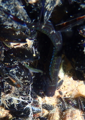 Microlipophrys canevae