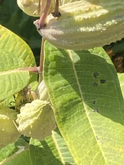 Asclepias syriaca