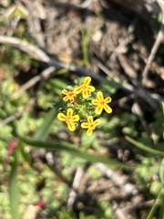 Zaluzianskya divaricata