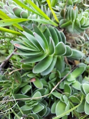Crassula ciliata
