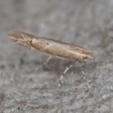 Cremastobombycia solidaginis