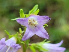 Campanula trachelium