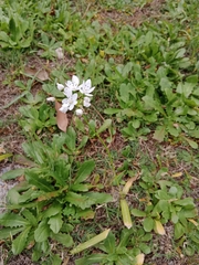 Ornithogalum