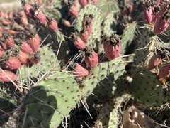 Opuntia phaeacantha