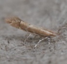 Cremastobombycia solidaginis