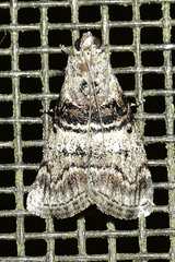 Pococera asperatella