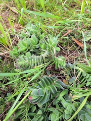Crassula ciliata