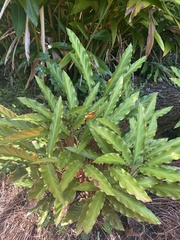 Goeppertia rufibarba