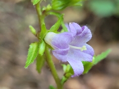 Campanula trachelium