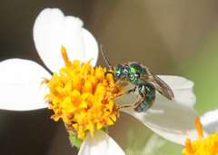 Halictidae
