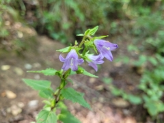 Campanula trachelium