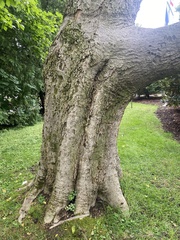 Phellodendron amurense