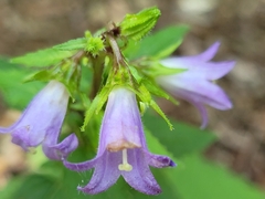 Campanula trachelium
