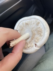 Agaricineae