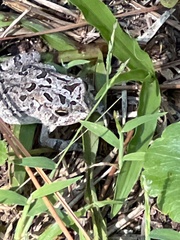 Anaxyrus terrestris