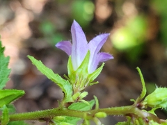 Campanula trachelium