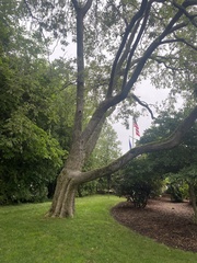 Phellodendron amurense