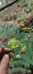 Prochnyanthes