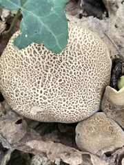 Xerocomellus chrysenteron