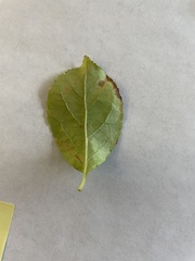 Celastrus orbiculatus