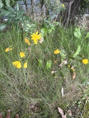 Hieracium sabaudum