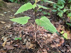Campanula trachelium