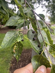 Phellodendron amurense