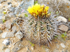 Copiapoa echinoides