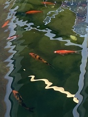 Cyprinus rubrofuscus