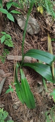Prochnyanthes