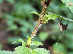 Campanula trachelium