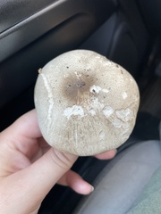 Agaricineae