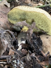 Xerocomellus chrysenteron