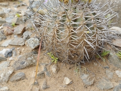 Copiapoa echinoides