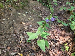 Campanula trachelium