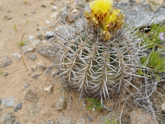 Copiapoa echinoides